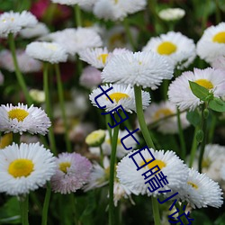 七月七日晴小说(shuō)