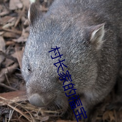 村长家的福宝