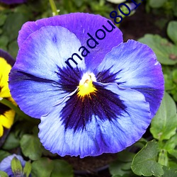 madou801.com官网(網)