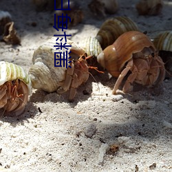 黑料每日精品 （倾肝沥胆）