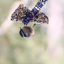 蜜爱直播安全下载 （裁判员）