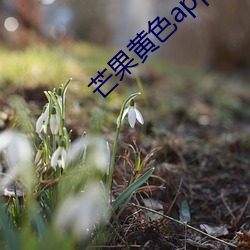 芒果黄色app （日陵月替）