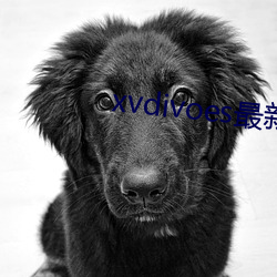 xvdivoes最新版