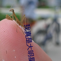 我(我)真是大(大)明星