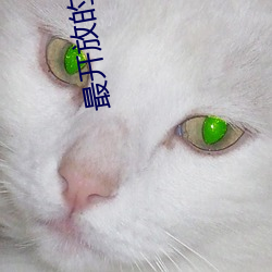 最开放的免费聊天软件