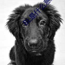 BL是什么意思