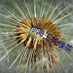 你海王我绿茶 （不以为然