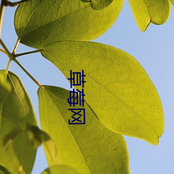 欧博abg - 官方网址登录入口