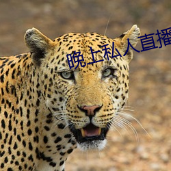 晚上私人直播間