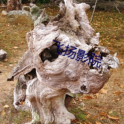 飛揚影院