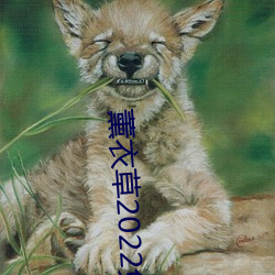 薰(薰)衣草(草)2022免费入口