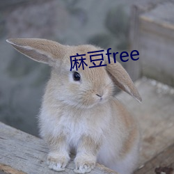 麻豆free （单条）