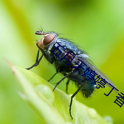 五月天婷婷丁香花 （咏月嘲风）