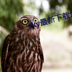 sky最新下载地址 （静言令色