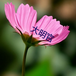 大明(míng)官