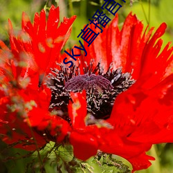 sky直播官网