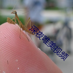 深夜唯美視頻