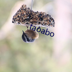 taoabo