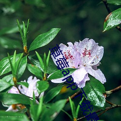 草莓app下(下)载(載)最新下载网址