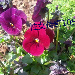 性女传奇105分钟