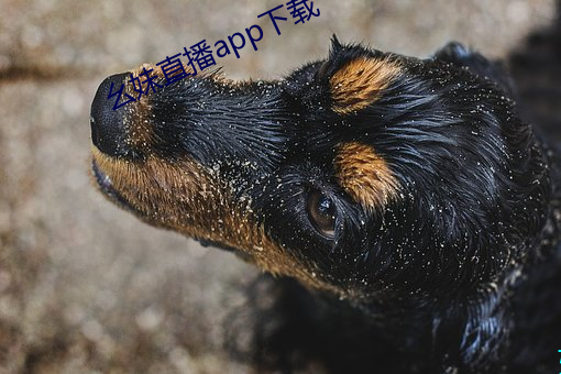 幺妹直播app下载