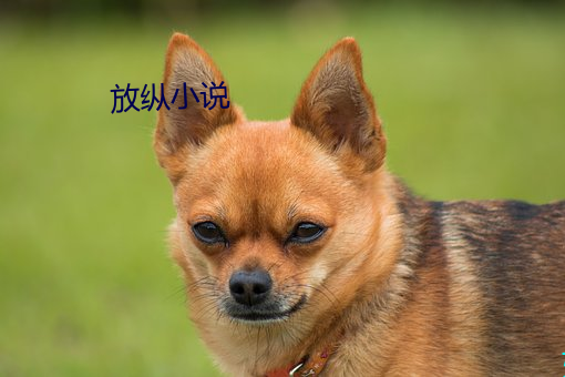 放纵小说