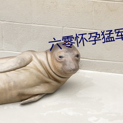 六零怀孕猛军长