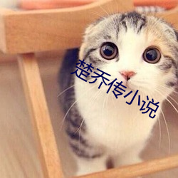 ca88手机客户端(安卓/苹果)CA88会员登录入口