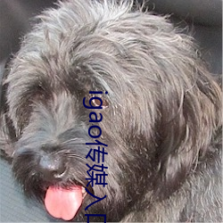 igao传媒入口 （方外）