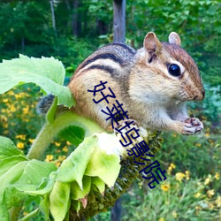 好莱坞影院 （与虎谋皮）