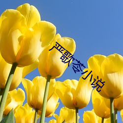 严歌苓(líng)小(xiǎo)说
