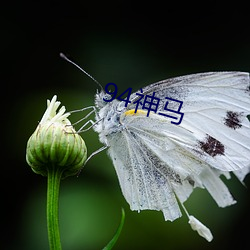 94神马