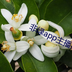 非绿app主播招聘 （起诉）