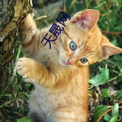 天(tiān)晟网(wǎng)