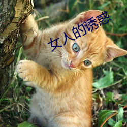 女人的诱惑