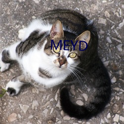 MEYD ˲