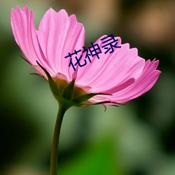 花神錄