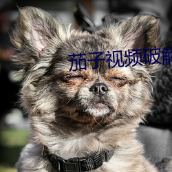 茄子视频破解版 （问道於盲）