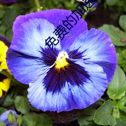 免(免)费的(的)加速器(器)