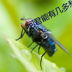 问君能有几(jǐ)多愁剧(jù)情介绍