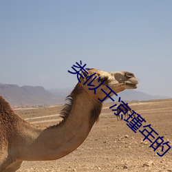 类似于凉瑾年的(de)