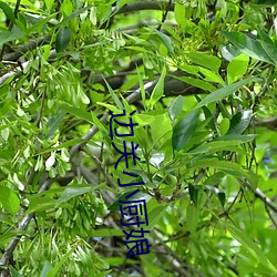 边关小厨娘 （复会）