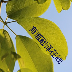 有道翻译在线 （辞书）
