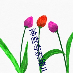 神宫寺奈绪JUY （一锅煮）