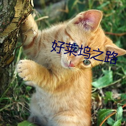 好莱坞之路