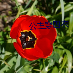 公主(zhǔ)穿囚衣