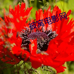 被窝电影网
