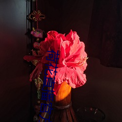 荷花(花)直(直)播官方