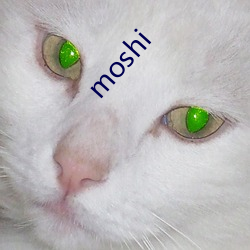 moshi （通衢广陌）