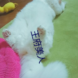 王府美人